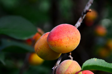 A bunch of ripe apricots branch