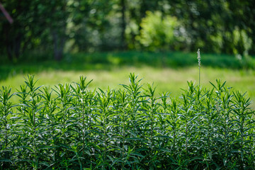 green foliage vegetation abstract texture from leaves and plants