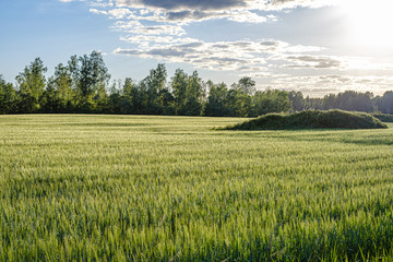 endless fields of crop ready for harvest in countryside