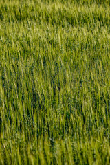 Obraz premium endless fields of crop ready for harvest in countryside