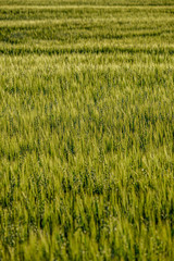 endless fields of crop ready for harvest in countryside