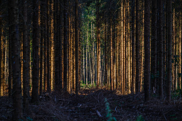 Obraz premium dark scary forest of pine and spruce tree with sun shining at the end of the valley