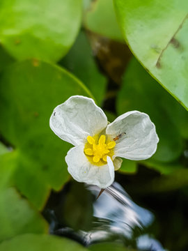A close up swamp flower (Hydrocharis dubia,Frog Bit)