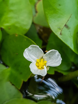 A close up swamp flower (Hydrocharis dubia,Frog Bit)