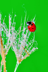 Beautiful Ladybug on dandelion defocused background