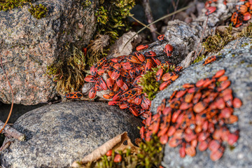 small red beatles nesting on the rocks in summer. Pyrrhocoris apterus