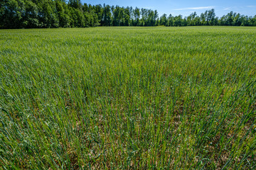 Fototapeta premium endless fields of crop ready for harvest in countryside