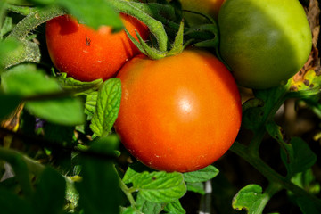 Ripe red and uripe tomatoes growing on the garden bed. The tomatoes on a branch.