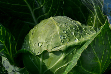 Dew drops on cabbage, background