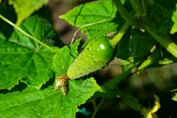 Illuminated by the sun bed of cucumbers. Ripe green cucumbers in the garden. Growing cucumbers in open beds near the house. Independent farming. Home agribusiness.