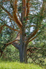 Fototapeta premium tree trunks on a dark green blur background in forest in summer