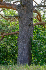 tree trunks on a dark green blur background in forest in summer