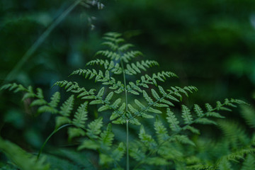 fresh green fern leaves on green background in forest