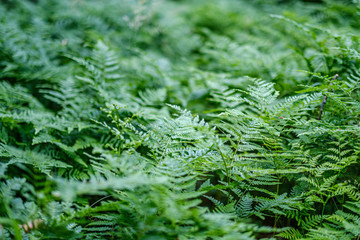 fresh green fern leaves on green background in forest