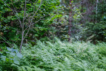 fresh green fern leaves on green background in forest