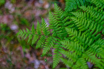 fresh green fern leaves on green background in forest