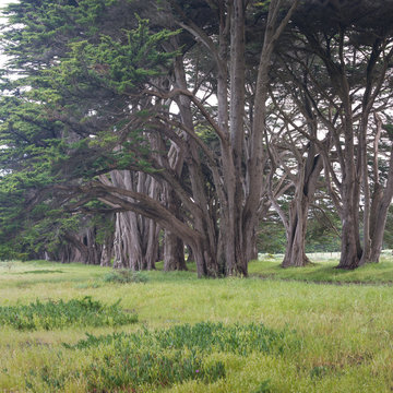 Stunning Cypress alley at Point Reyes National Seashore, California, United States. Fairytale trees in the beautiful day near San Francisco, USA © Michal