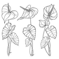 Set of outline tropical plant Anthurium or Anturium flower bunch with leaves in black isolated on white background.