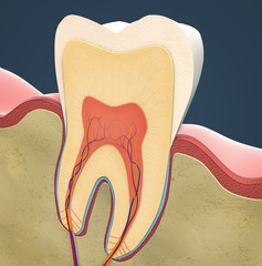 Cross-section of a molar tooth - 3d illustration