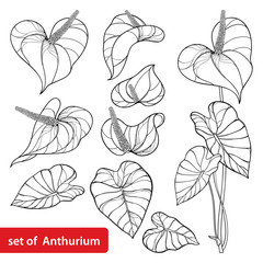 Set of outline tropical Anthurium or Anturium flower bunch and leaves in black isolated on white background. 