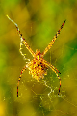 Beautiful spider on a spider web- Stock Image     