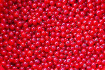Red currant background wallpaper banner. A lot of red berries of ripe currants. Garden Farming Organic Organic Sour Sweet Redcurrant