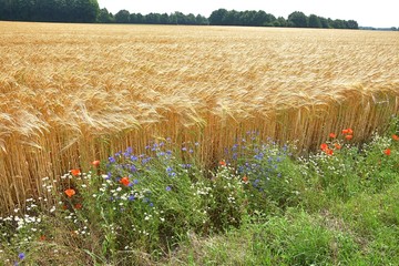 niederrhein kornfeld mohn kornblume kamille
