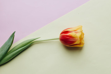 Beautiful spring tulip, greeting card template 