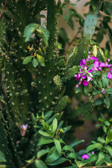 Italy, Rome, street, travel, old town, building, plant,  sculpture, street food, culture