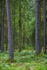 Fototapeta premium summer forest lush with green folaige vegetation, tree branches and leaves