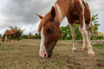 Naklejka na ściany i meble Horse eating green grass in a field during a cloudy evening. Taken in Trinidad, Cuba.