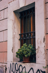 Fototapeta na wymiar Italy, Rome, street, travel, old town, building, plant, sculpture, street food, culture