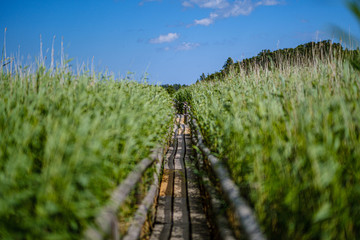 wooden plank footh path boardwalk in green foliage sourroundings