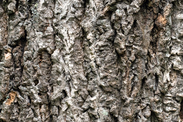 texture of natural wood bark in close up