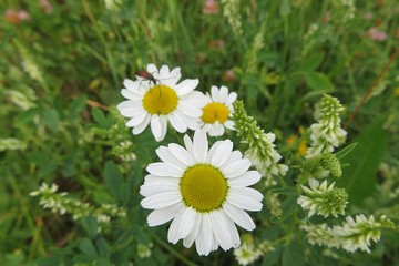 Beautiful chamomile flowers in the meadow, closeup