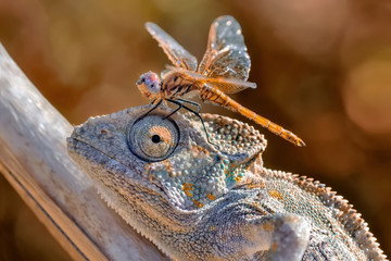 Macro shots, Beautiful nature scene green chameleon 