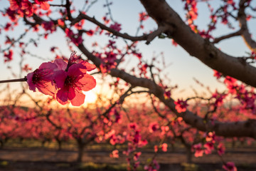 Fruit trees in spring