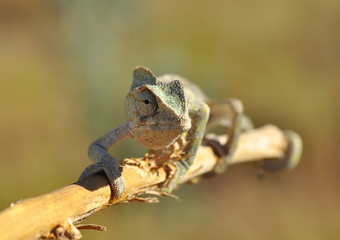 Macro shots, Beautiful nature scene green chameleon 