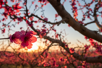 Fruit trees in spring