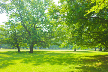 Park tree