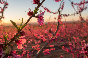 Fruit trees in spring