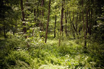 Fototapeta na wymiar Green forest jungle travel landscape.