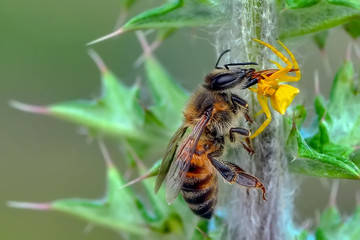 Crab spider feasting on bee. Macro photo