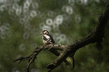 Woodpecker