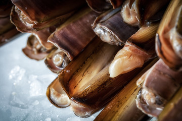 Sea delicacies. Fresh seafood. Sea finger