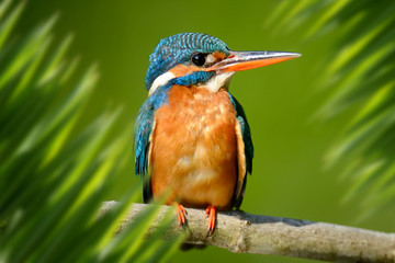 Superb portrait in jungle