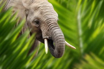  Olifant portret in de jungle © byrdyak