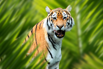 Tiger portrait in jungle