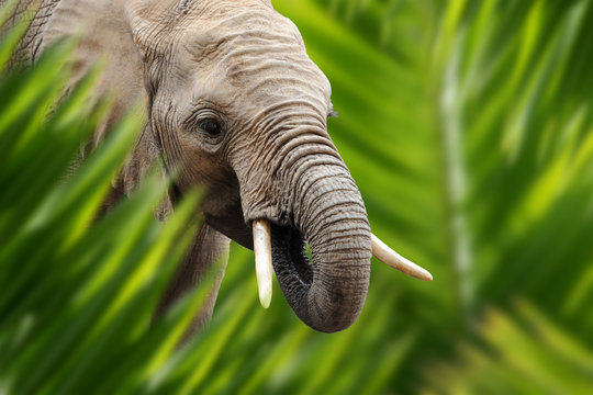 Elephant portrait in jungle