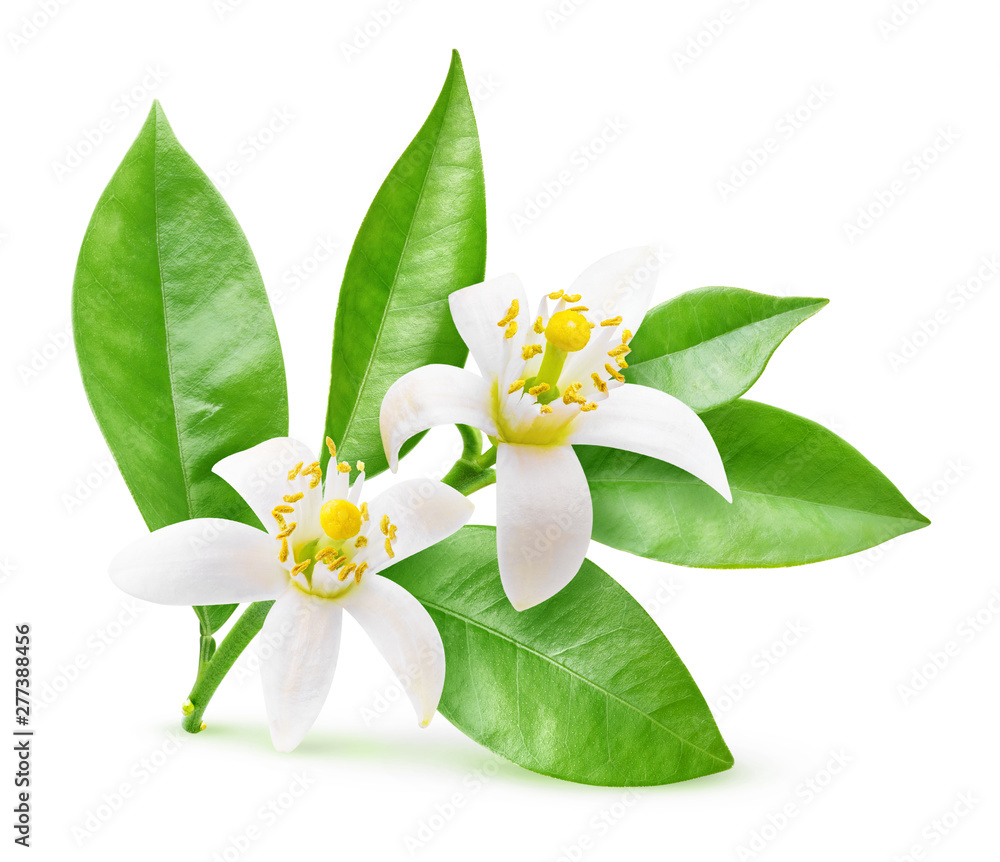 Aufkleber isolated orange flowers. blossoming branch of orange tree isolated on white background with clipping
